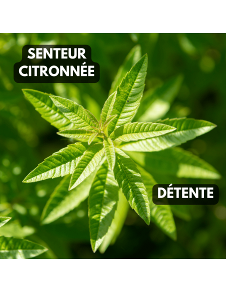 senteur citronnée - plante relaxante