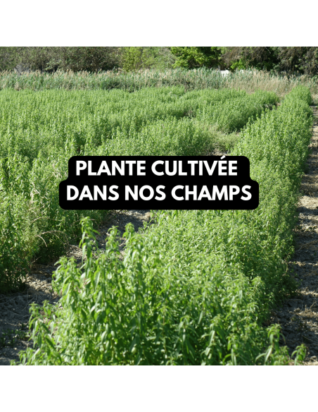 plante cultivée au MAS ( Occitanie - Gard)