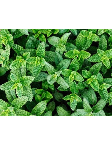 Organic peppermint - produced in our fieds in PROVENCE