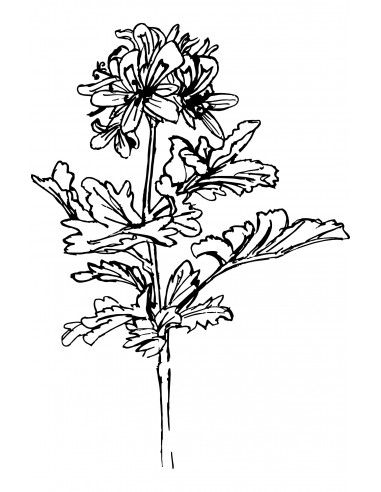 GÉRANIUM Rosat Bio 5ml - Huile essentielle un MAS en PROVENCE