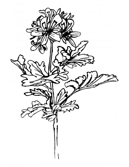 GÉRANIUM Rosat Bio 5ml - Huile essentielle un MAS en PROVENCE