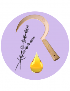 Picking & distillation...