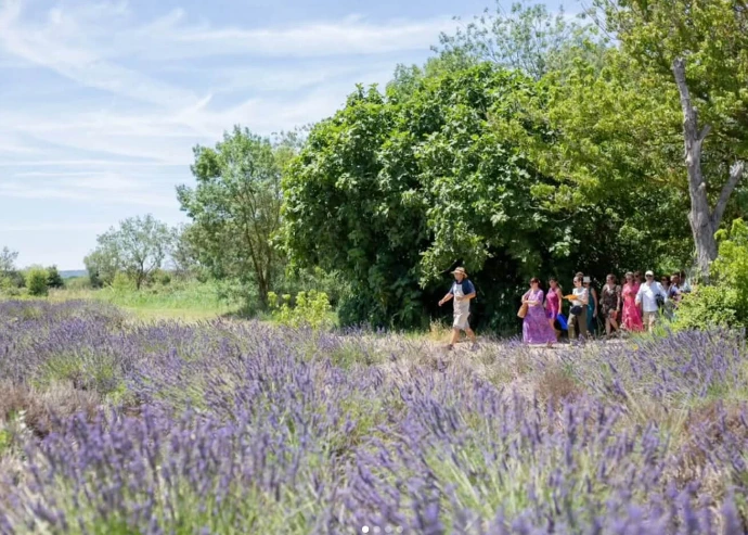 visite guidée au coeur des lavandes