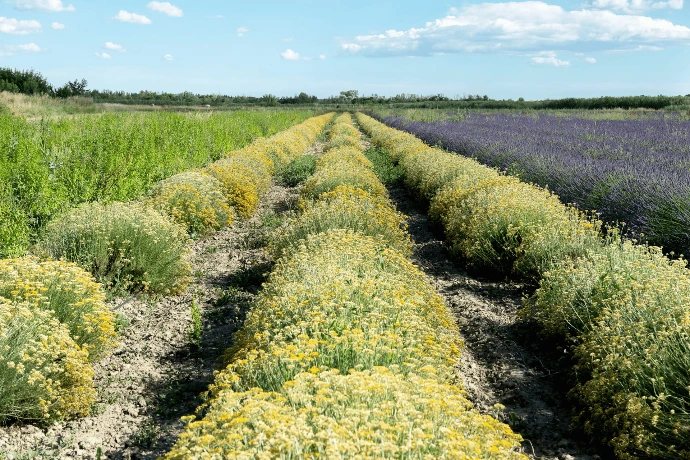 champs de plantes aromatiques