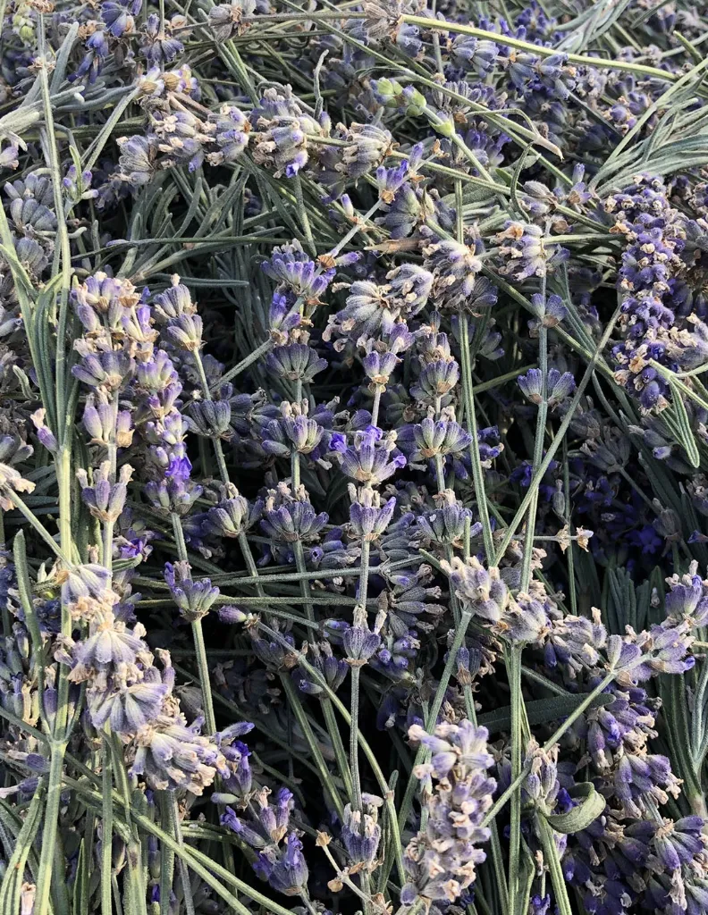Fleurs de lavande.webp